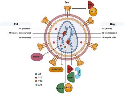 Interactions between HIV proteins and host restriction factors: implications for potential therapeutic intervention in HIV infection